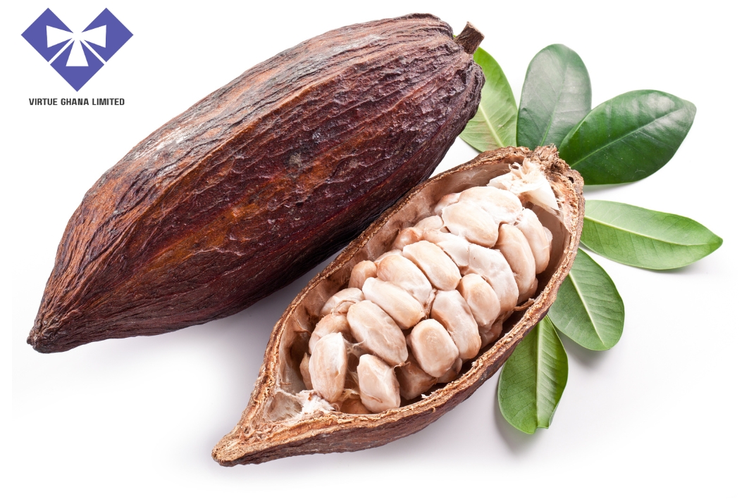 Cocoa pods ready for harvest on a Ghanaian farm